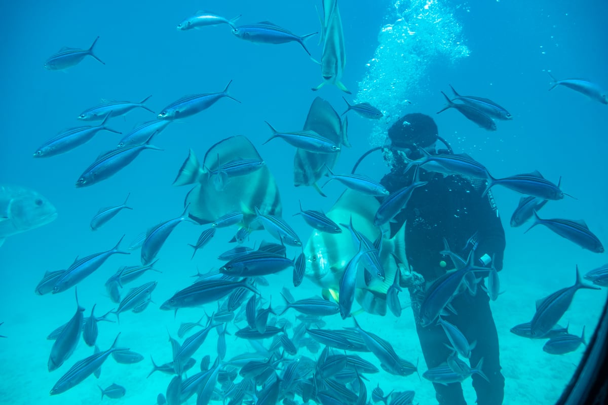 plongeur-avec-poissons-excursion-sous-marin-hurghada