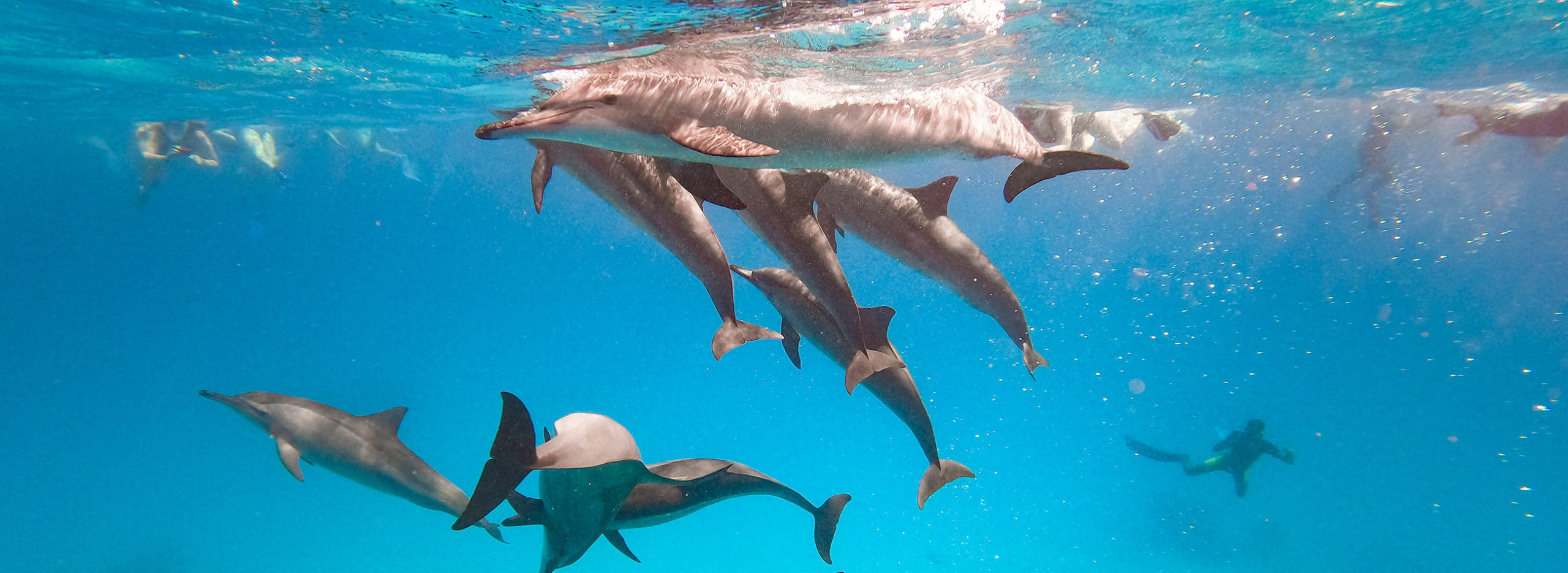 sataya_dolphin_cover-scaled