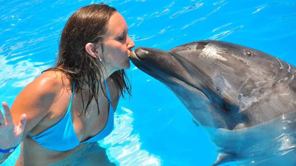 Dauphins en piscine (5 minutes)