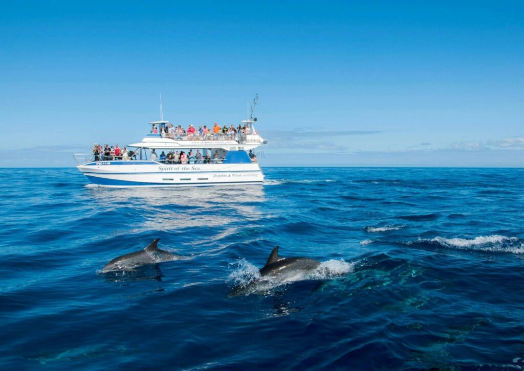 Vitesse et Dauphins : Excursion Privée en Speed boat à Hurghada